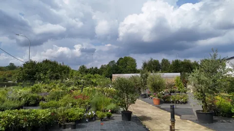 Boomkwekerij Asselberghs