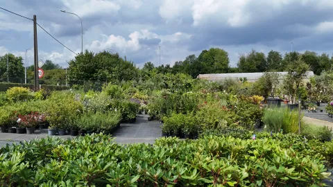 Boomkwekerij Asselberghs