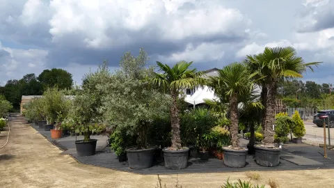 Boomkwekerij Asselberghs