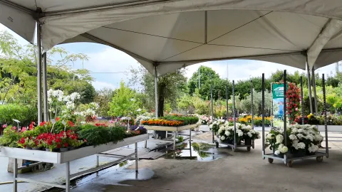 Boomkwekerij Asselberghs