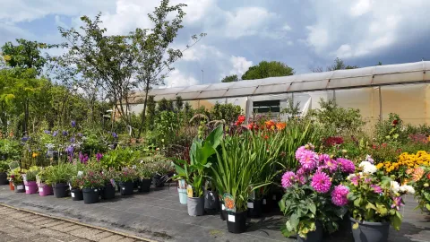 Boomkwekerij Asselberghs