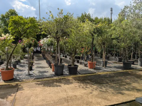 Boomkwekerij Asselberghs