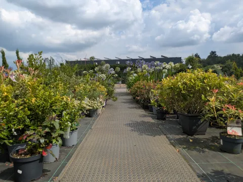 Boomkwekerij Asselberghs