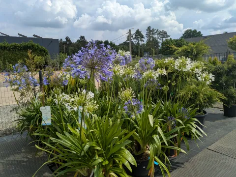 Boomkwekerij Asselberghs