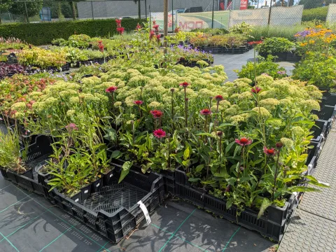 Boomkwekerij Asselberghs