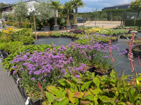 Boomkwekerij Asselberghs