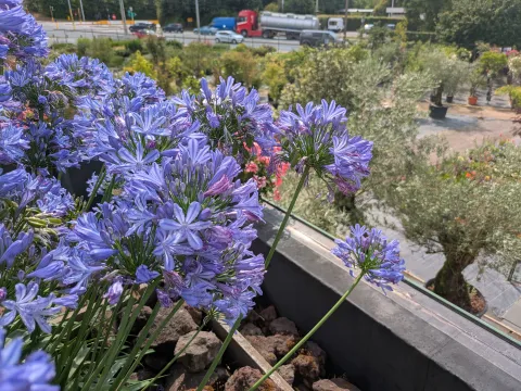 Boomkwekerij Asselberghs