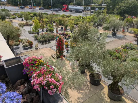 Boomkwekerij Asselberghs