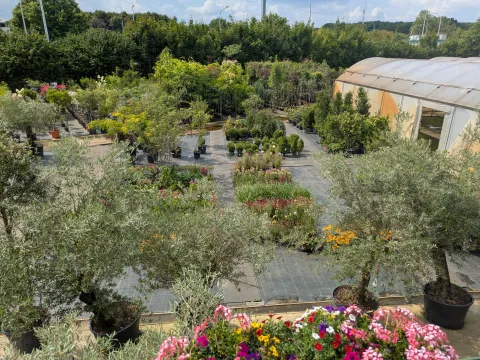 Boomkwekerij Asselberghs