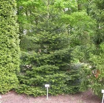 Abies nordmanniana