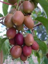 Actinidia arguta 'Geneva'