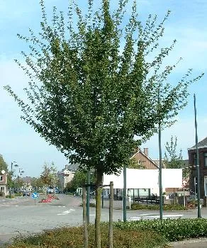 Acer campestre veldesdoorn