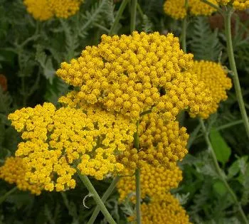 Achillea 'Coronation Gold'