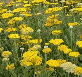 Achillea 'Coronation Gold'