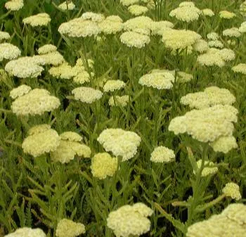 Achillea 'CREDO'