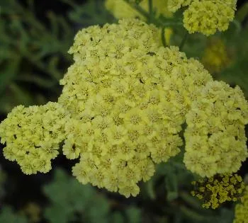 Achillea 'CREDO'