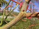 Acer davidii 'Rosalie'