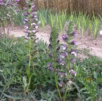 Acanthus hungaricus