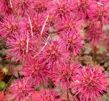 Acaena micr. 'Kupferteppich'