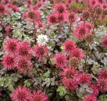 Acaena micr. 'Kupferteppich'