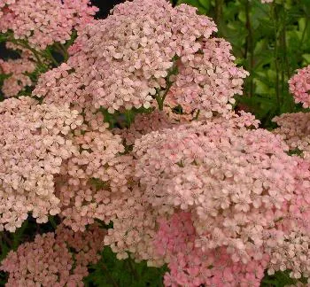 Achillea mill. 'Lachsschoenheit'