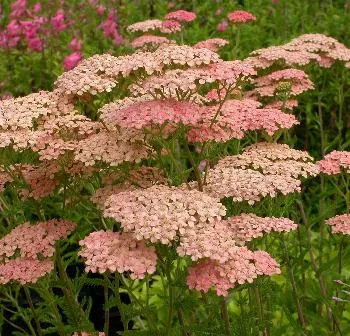 Achillea mill. 'Lachsschoenheit'