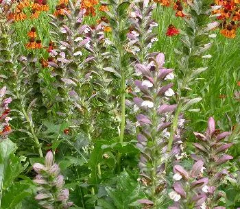 Acanthus mollis
