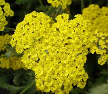 Achillea 'Moonshine'