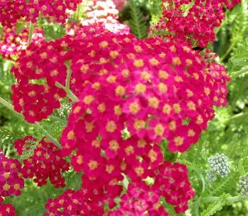 Achillea mill. 'Paprika'
