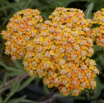 Achillea mill. 'Terracotta'