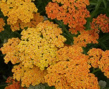 Achillea mill. 'Terracotta'