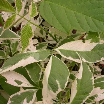 Acer negundo 'Flamingo'