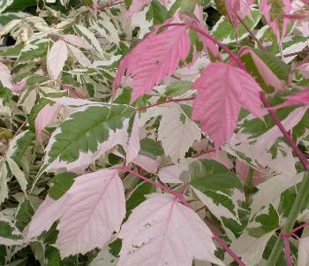 Acer negundo 'Flamingo'