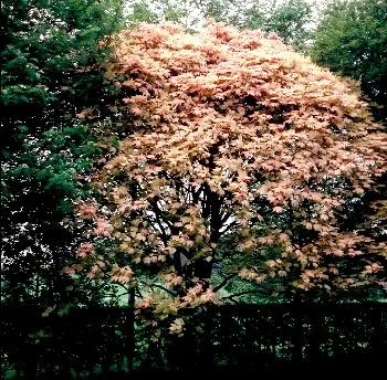 Acer pseudopl. 'Brilliantissimum'