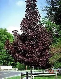 Acer plat. 'Crimson Sentry'