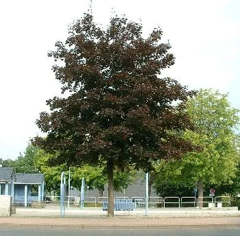 Acer plat. 'Faassen's Black'