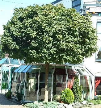 Acer plat. 'Globosum'