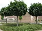 Acer plat. 'Globosum'