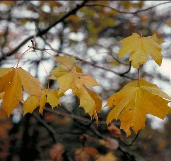 Acer pseudoplatanus