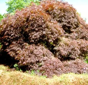 Acer palm. 'Skeeters Broom'