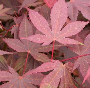 Acer palm. 'Skeeters Broom'
