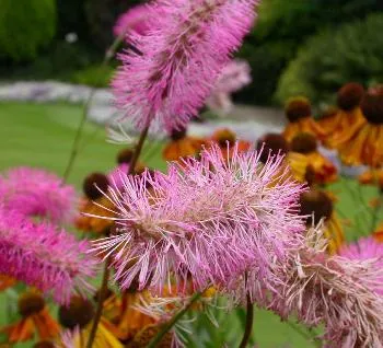 Actea robifolia 'Blickfang'