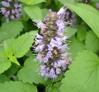 Agastache foen. 'Black Adder'