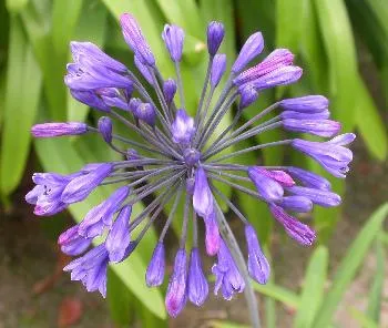 Agapanthus blauw