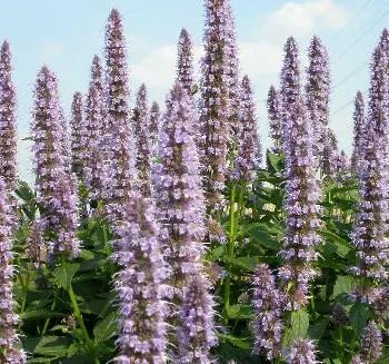 Agastache foen. 'Blue fortune'