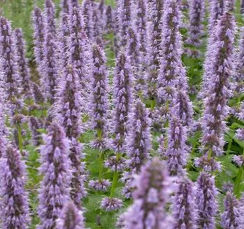 Agastache foen. 'Blue fortune'