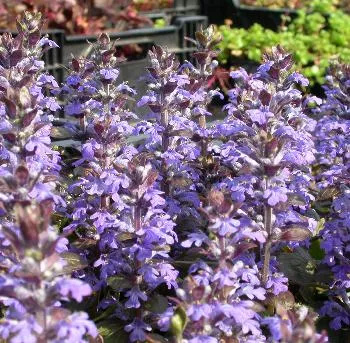 Ajuga reptans 'Atropurpurea'