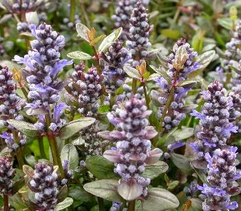Ajuga reptans 'Chocolat Chip'