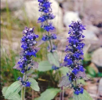 Ajuga reptans