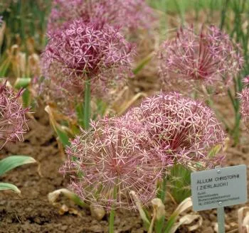 Allium christophii